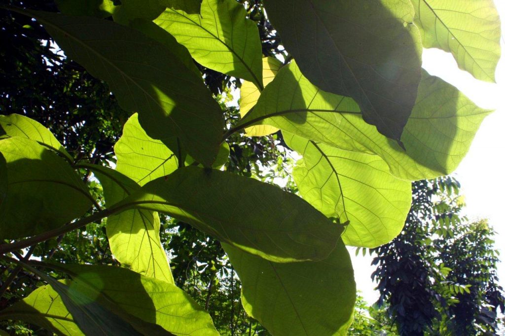 Creation Site Google