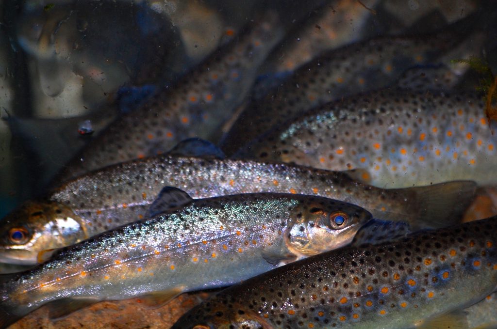 blogger en français